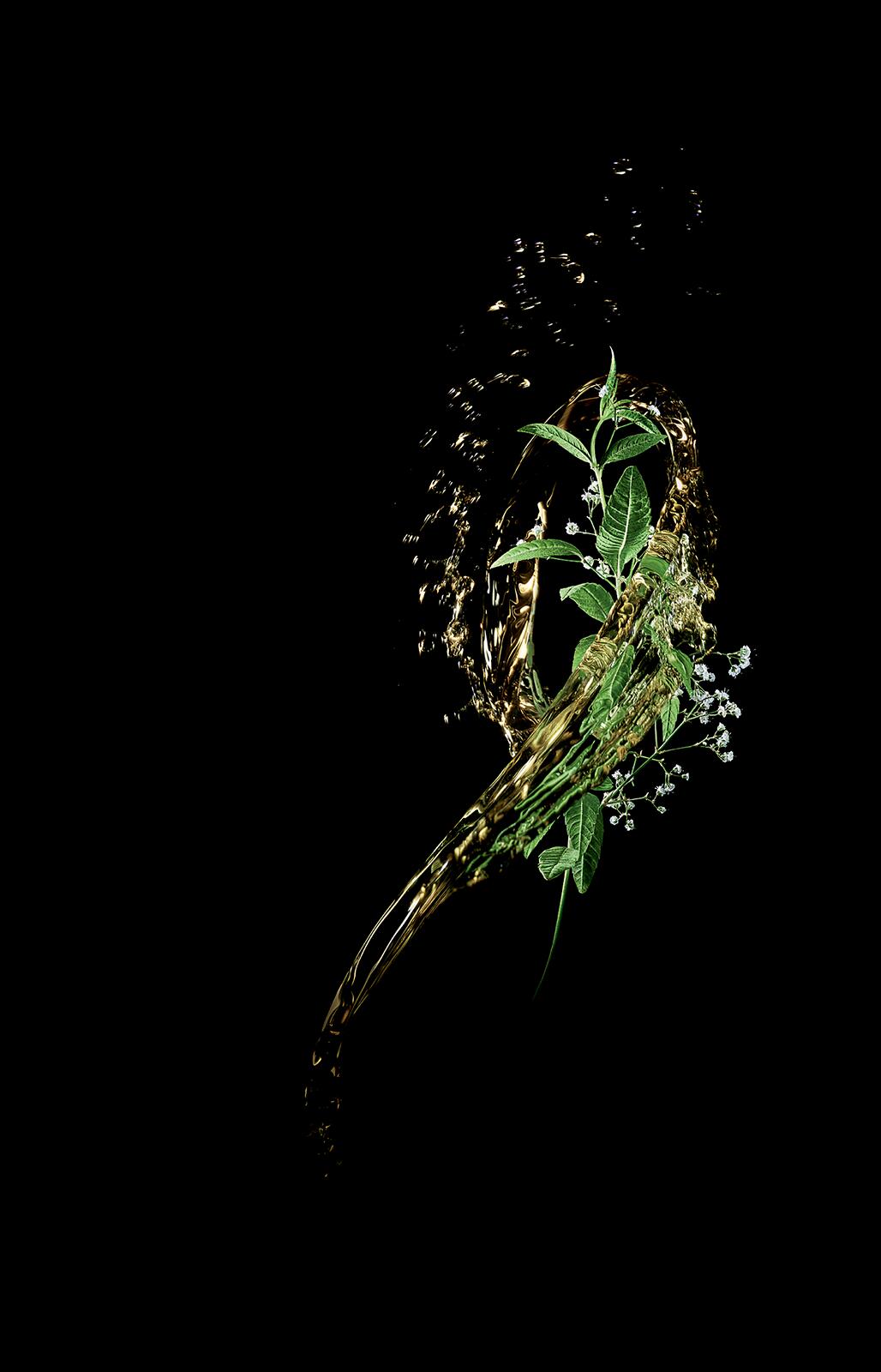 Natural extract of pfaffia